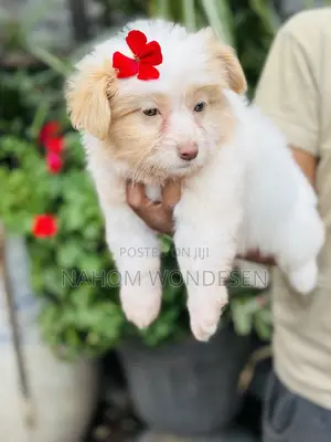 Photo - 1-3 months Female Mixed Breed Maltese