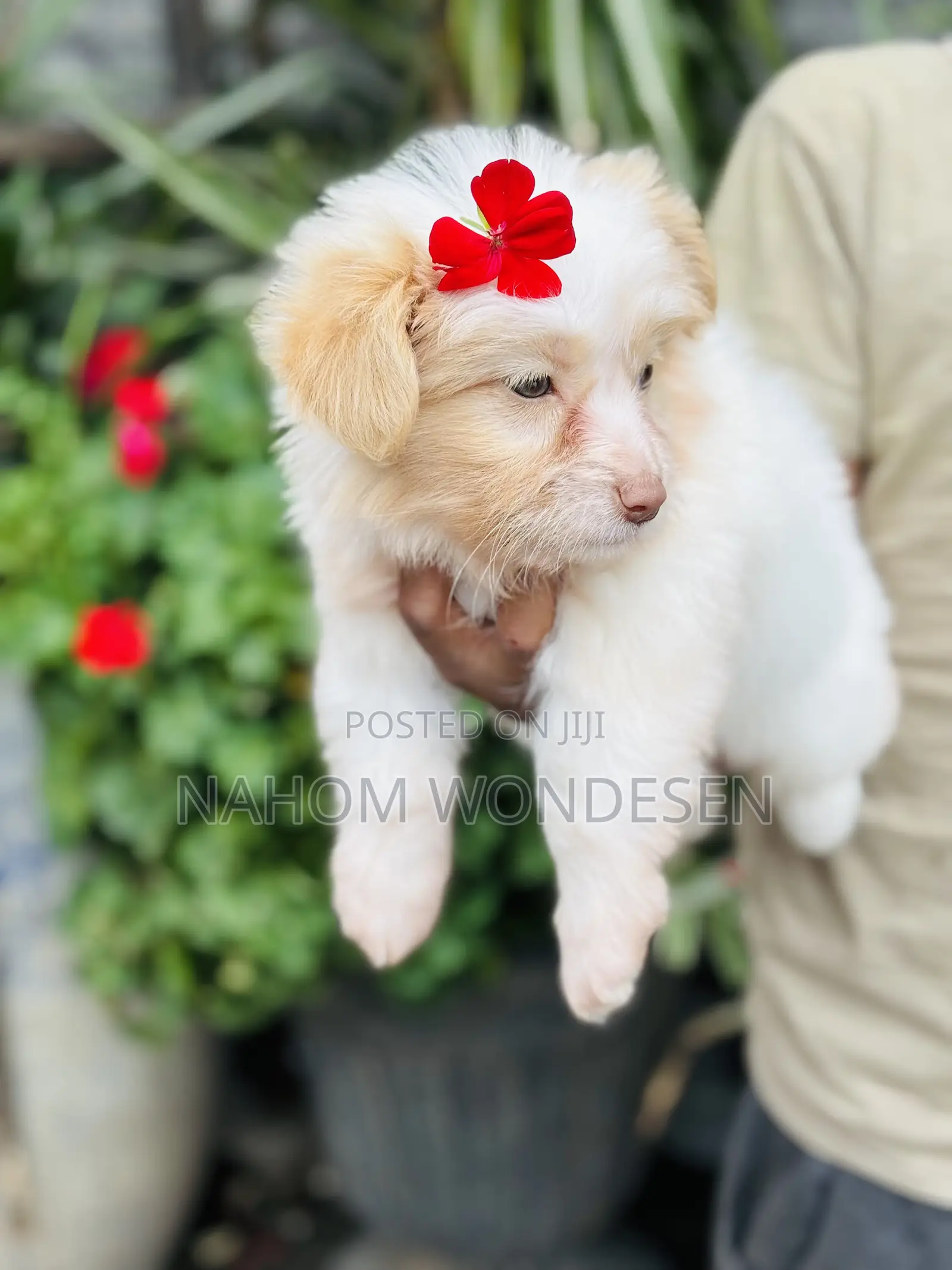 1-3 months Female Mixed Breed Maltese