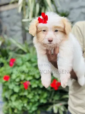 1-3 months Female Mixed Breed Maltese