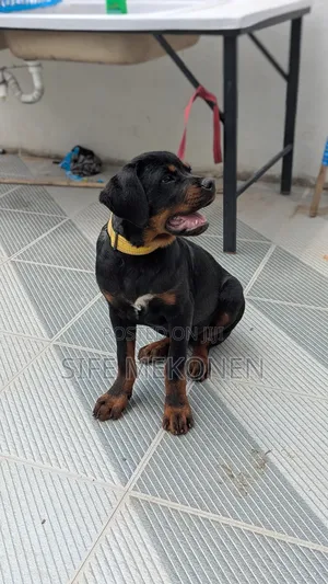 Photo - 1-3 months Male Purebred Rottweiler