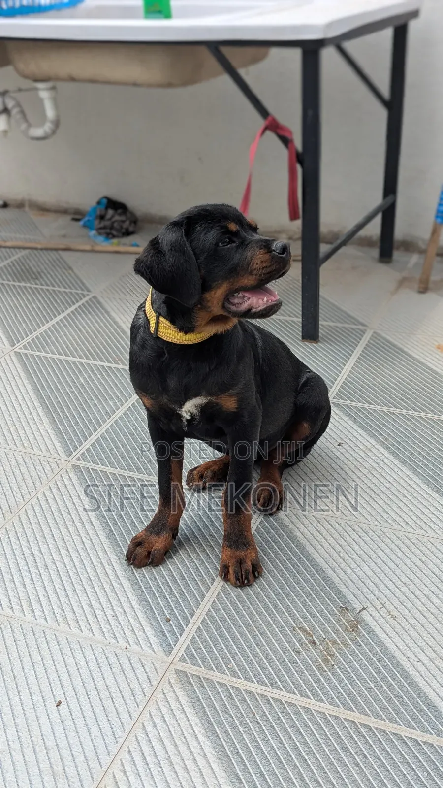 1-3 months Male Purebred Rottweiler