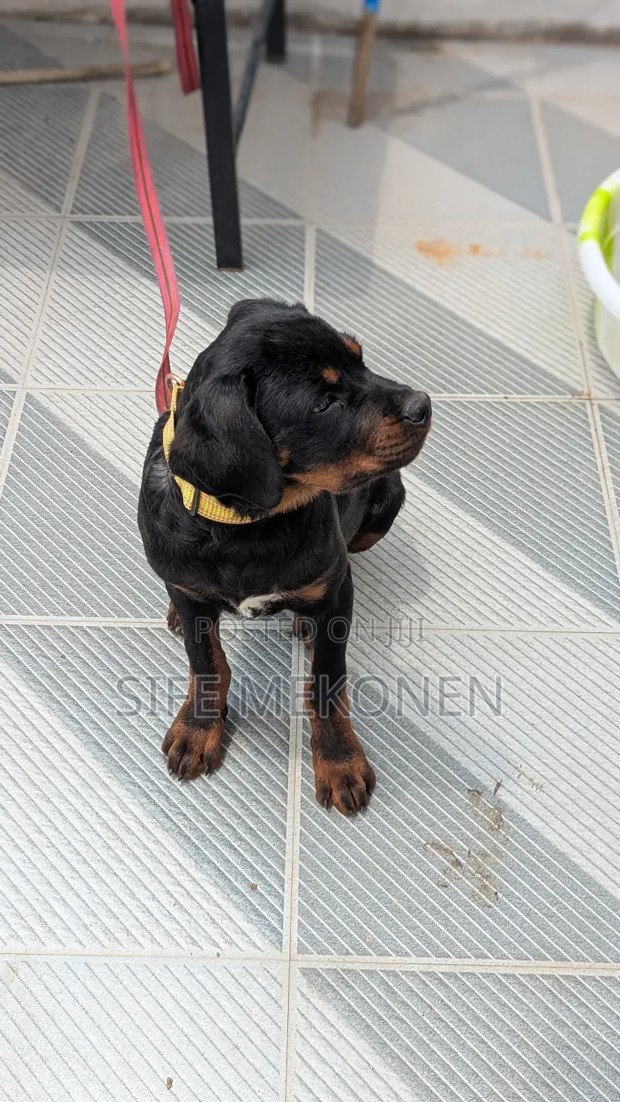 1-3 months Male Purebred Rottweiler