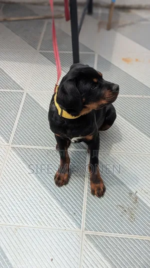 1-3 months Male Purebred Rottweiler