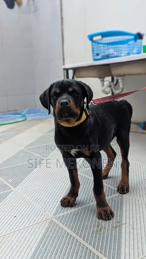 Photo - 1-3 months Male Purebred Rottweiler