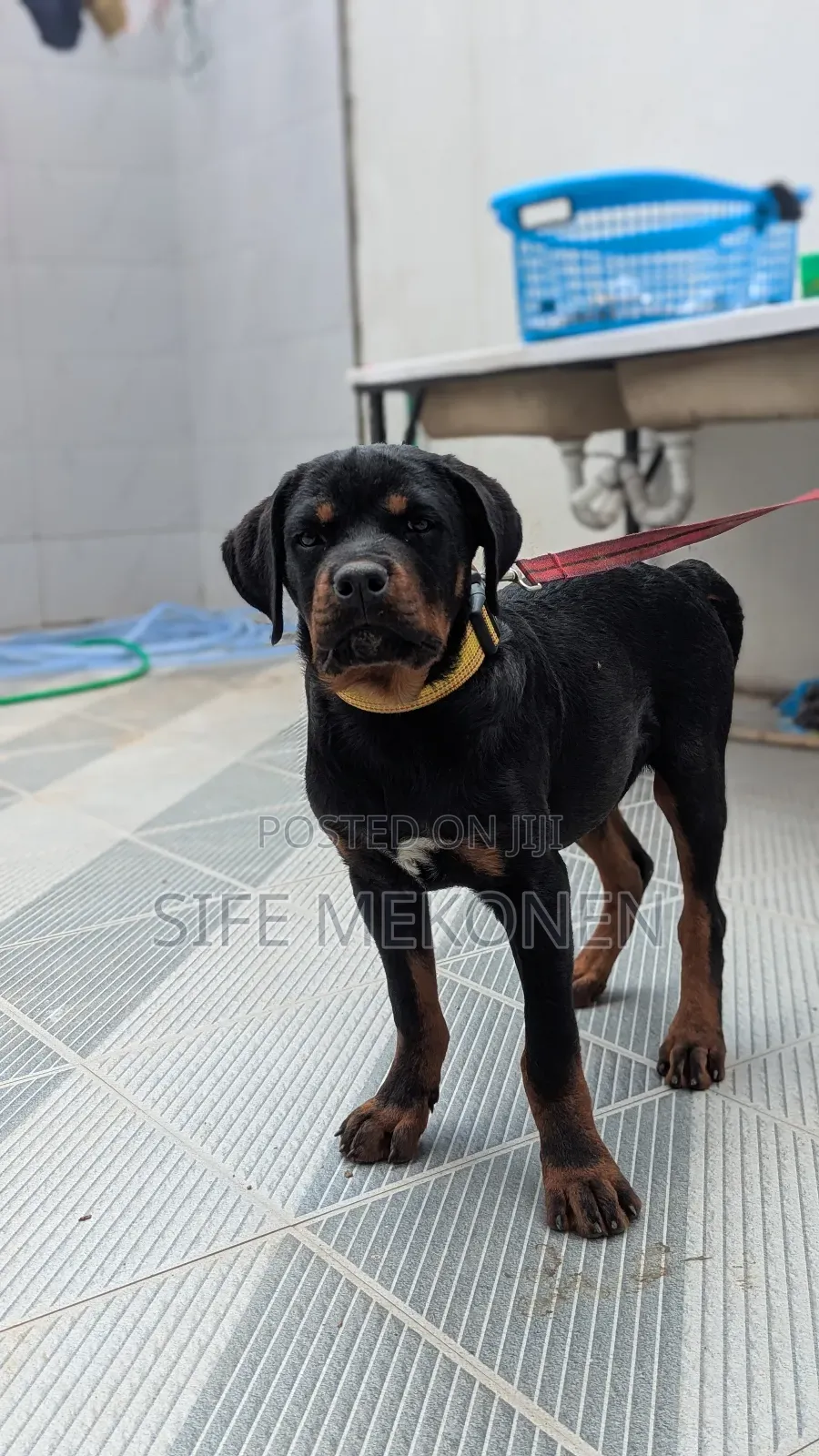 1-3 months Male Purebred Rottweiler