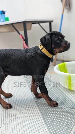 1-3 months Male Purebred Rottweiler