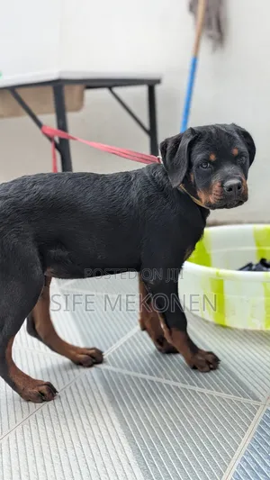 1-3 months Male Purebred Rottweiler