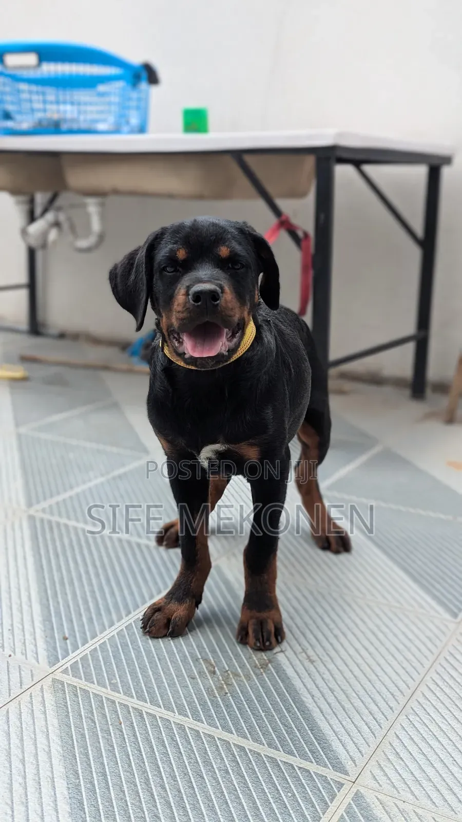 1-3 months Male Purebred Rottweiler