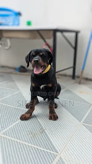 1-3 months Male Purebred Rottweiler