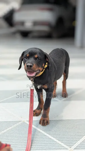 1-3 months Male Purebred Rottweiler