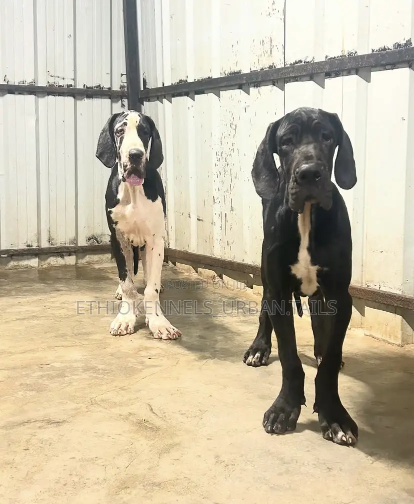 3-6 months Male Purebred Great Dane