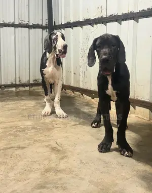 3-6 months Male Purebred Great Dane