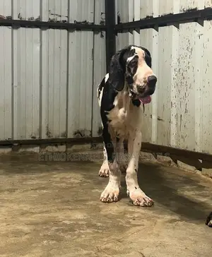 3-6 months Male Purebred Great Dane