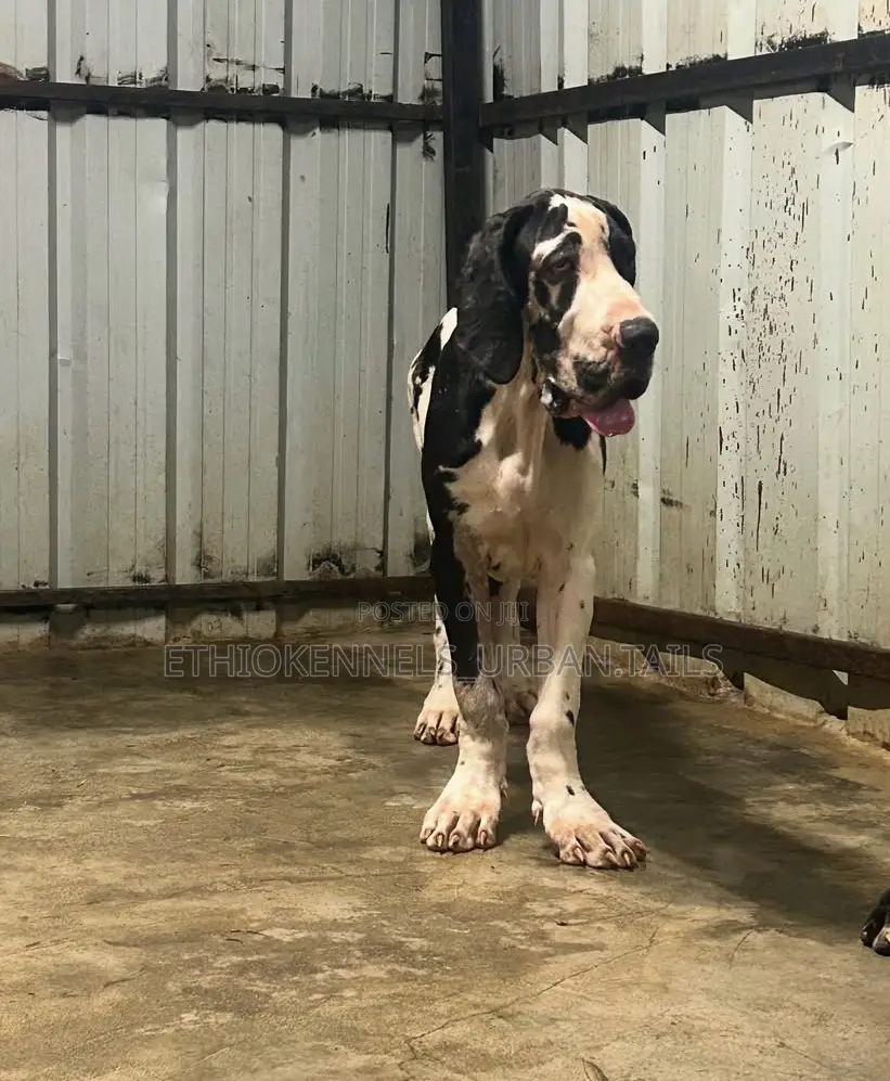 3-6 months Male Purebred Great Dane