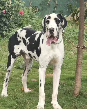 6-12 months Male Purebred Great Dane