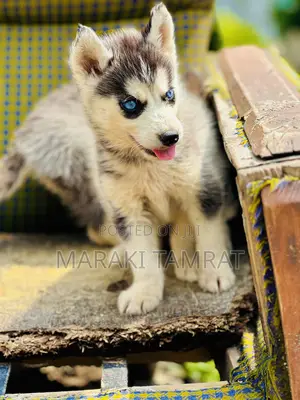 Photo - 1-3 months Female Purebred Siberian Husky