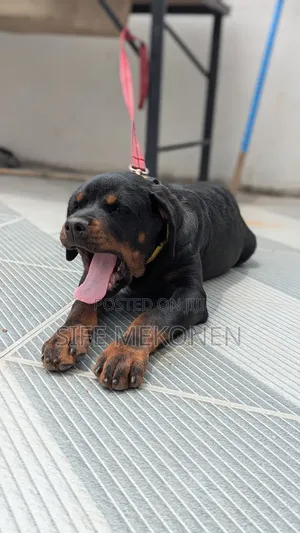 Photo - 1-3 months Male Purebred Rottweiler