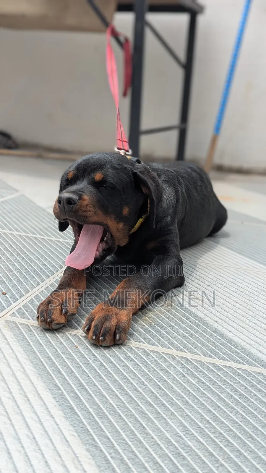 1-3 months Male Purebred Rottweiler