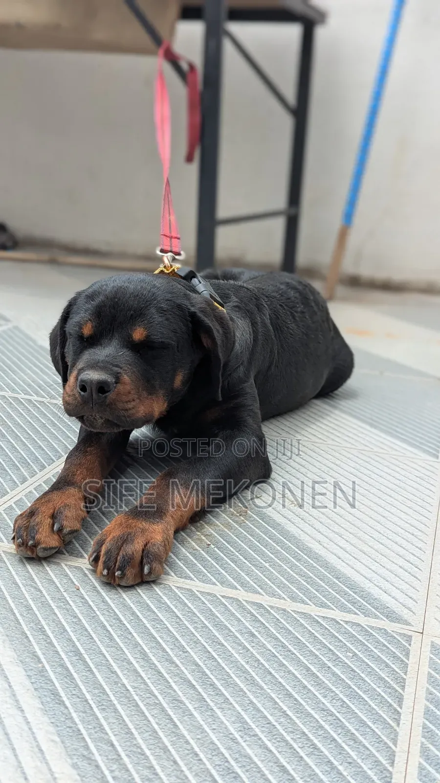 1-3 months Male Purebred Rottweiler