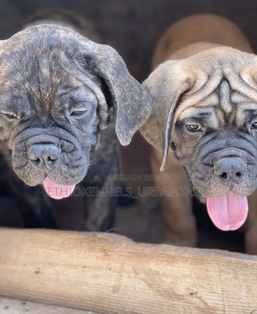 1-3 months Male Purebred Bullmastiff