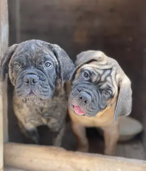 1-3 months Male Purebred Bullmastiff
