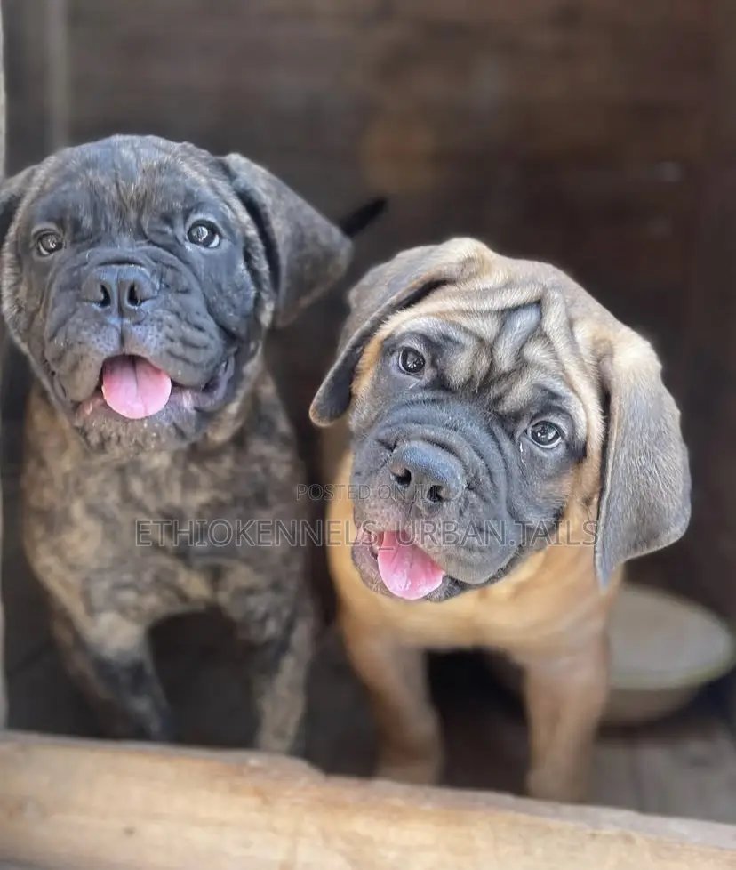 1-3 months Male Purebred Bullmastiff