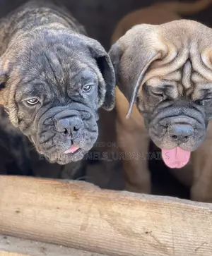 Photo - 1-3 months Male Purebred Bullmastiff