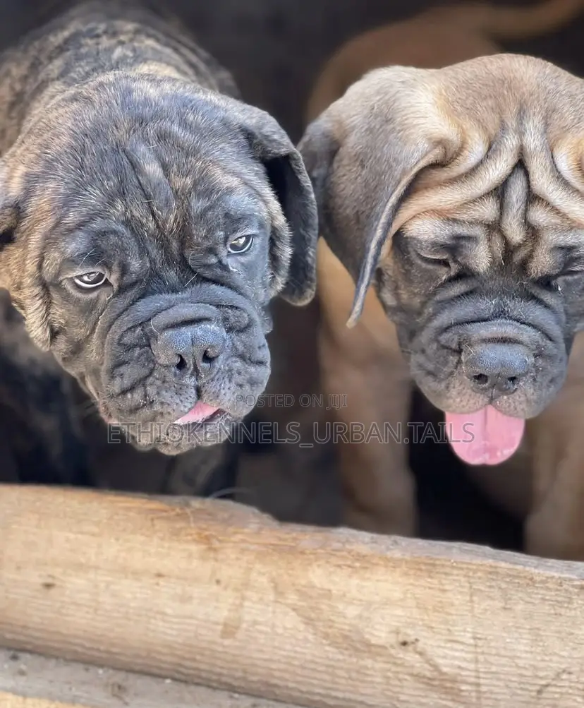 1-3 months Male Purebred Bullmastiff