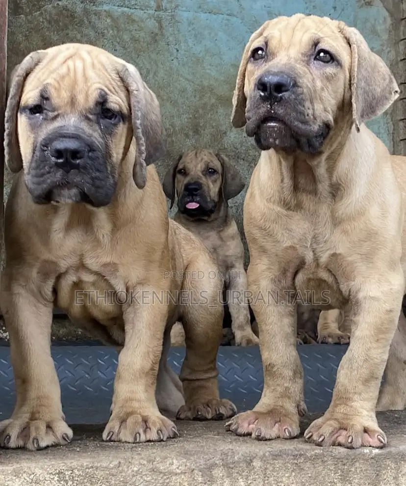 1-3 months Male Purebred Boerboel