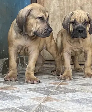 Photo - 1-3 months Male Purebred Boerboel