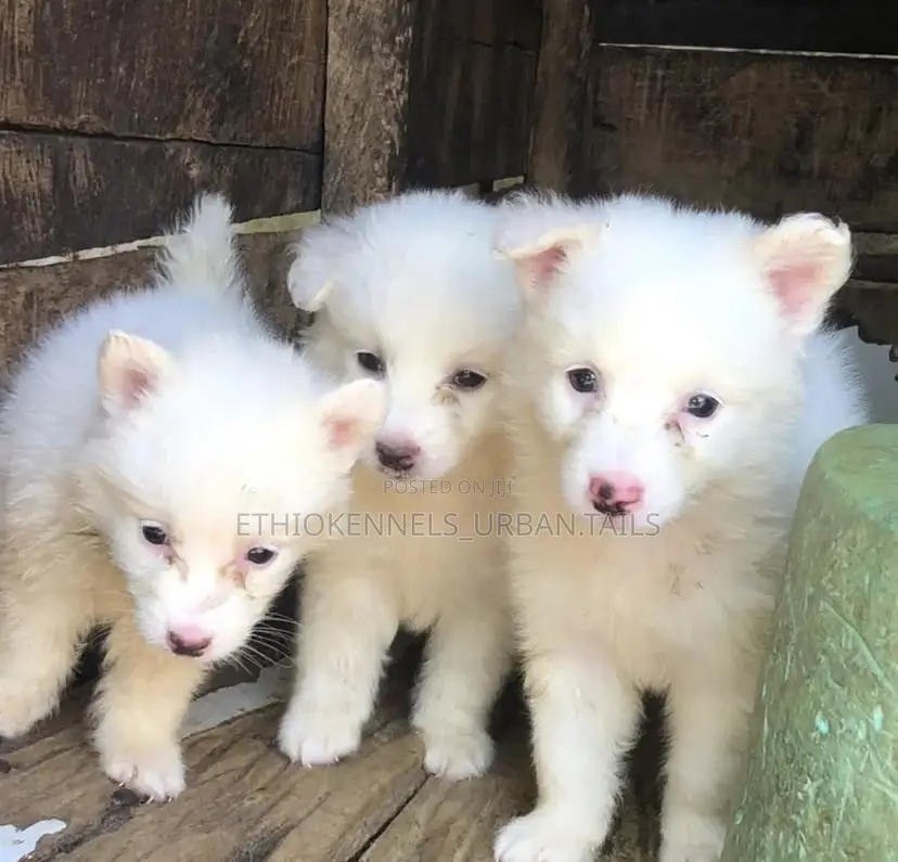 1-3 months Female Mixed Breed Maltese