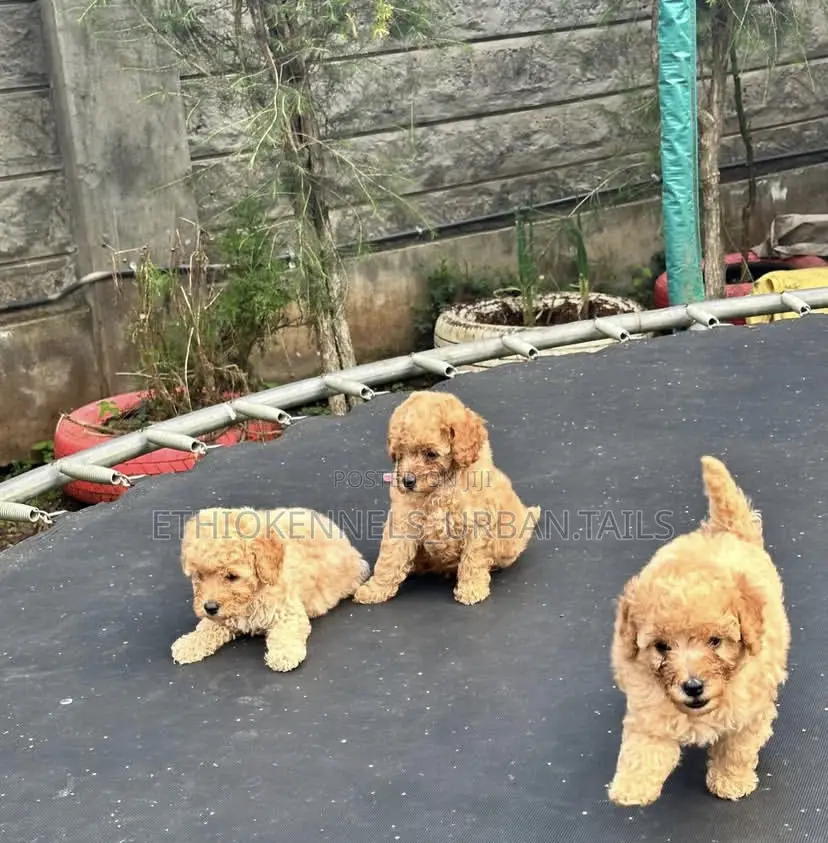 1-3 months Male Purebred Poodle