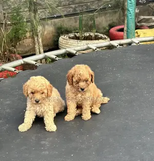 Photo - 1-3 months Male Purebred Poodle