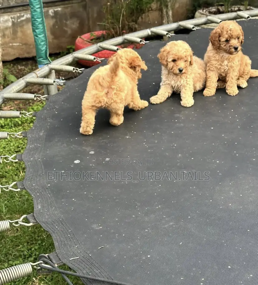 1-3 months Male Purebred Poodle