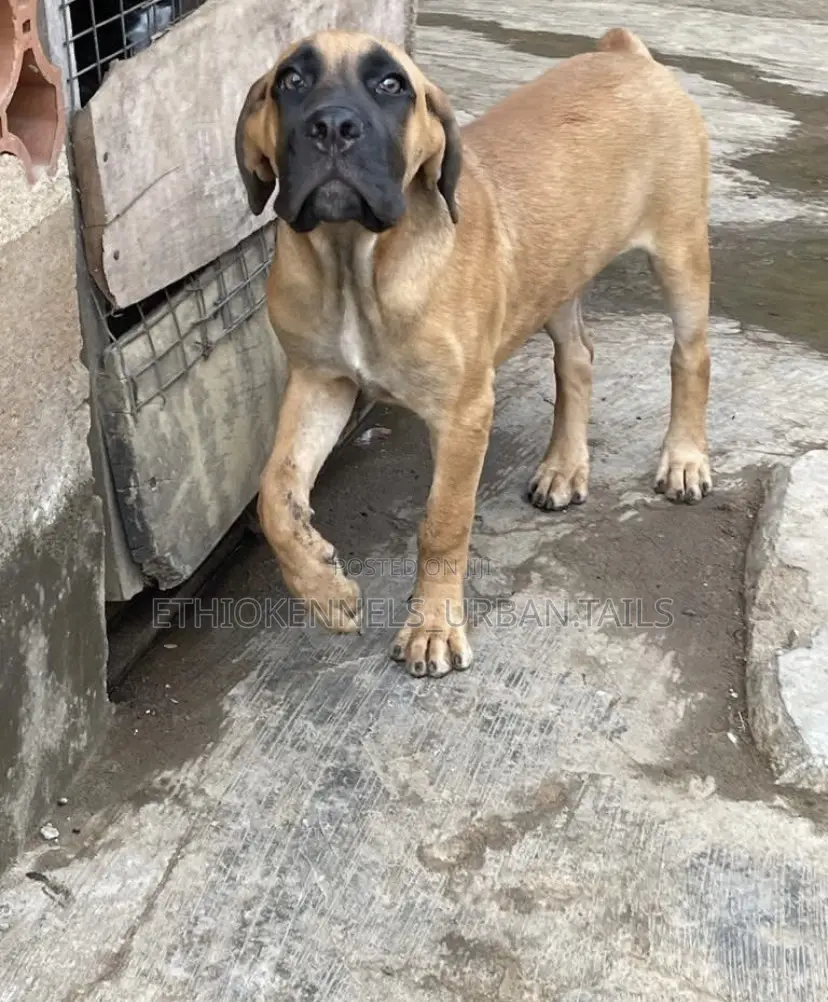 3-6 months Male Purebred Boerboel