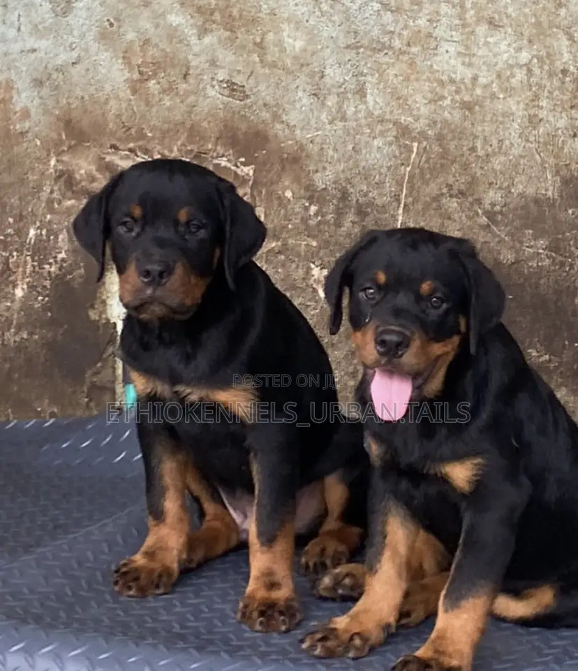 3-6 months Female Purebred Rottweiler