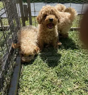 Photo - 1-3 months Male Purebred Poodle