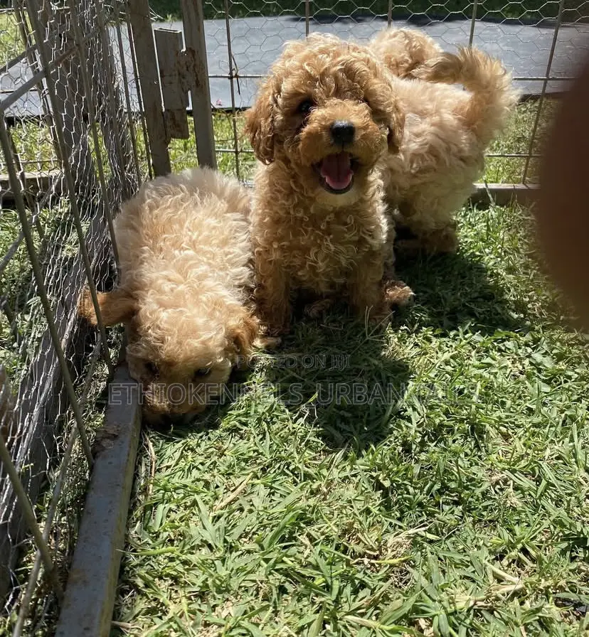 1-3 months Male Purebred Poodle