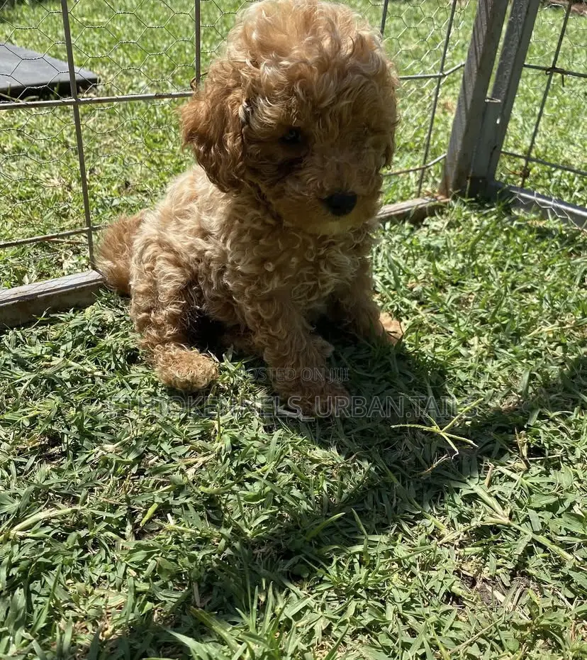 1-3 months Male Purebred Poodle