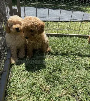 1-3 months Male Purebred Poodle