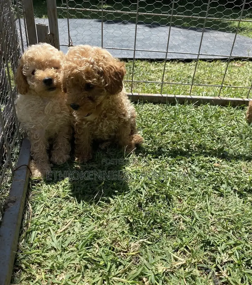 1-3 months Male Purebred Poodle
