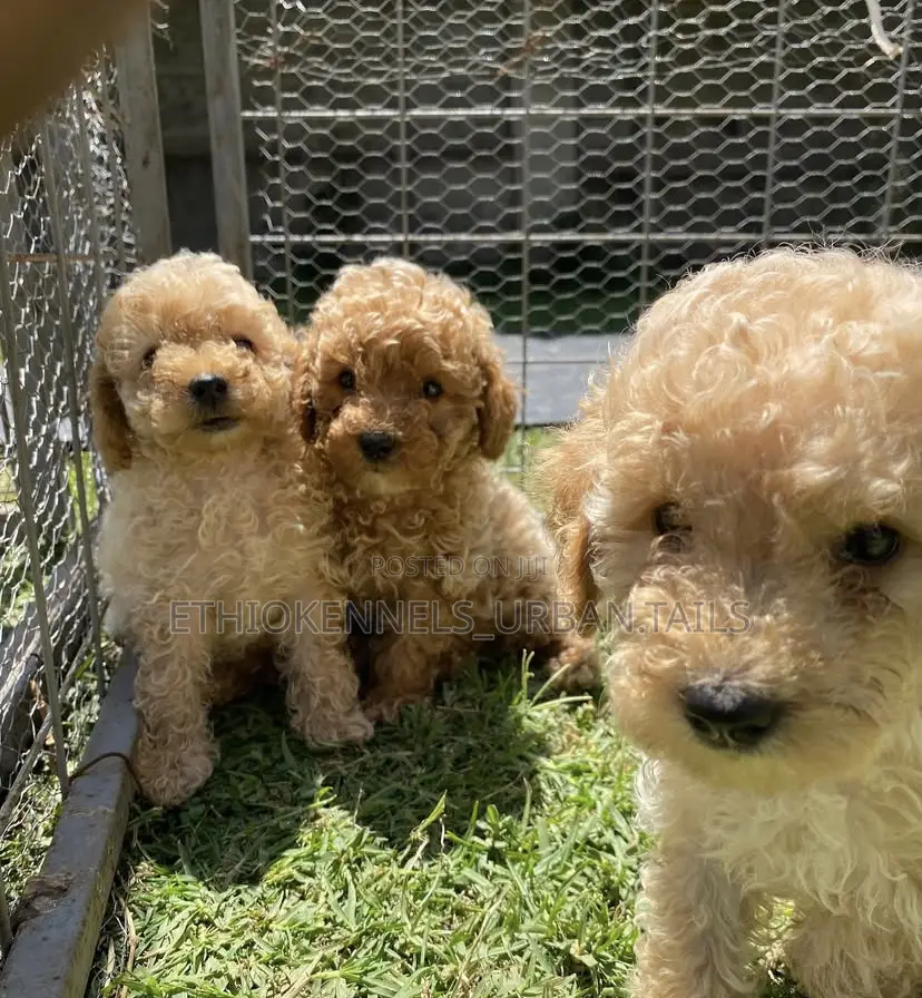 1-3 months Male Purebred Poodle