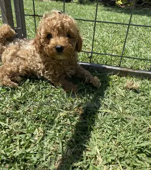 Photo - 1-3 months Male Purebred Poodle