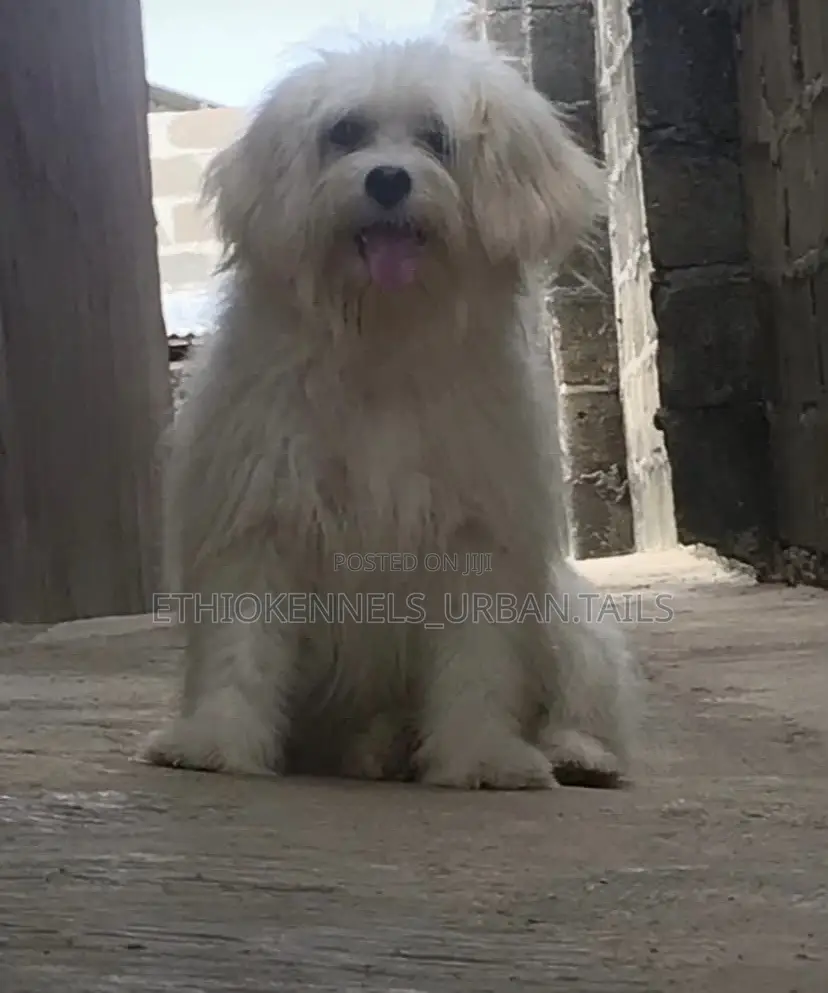 6-12 months Male Purebred Maltese