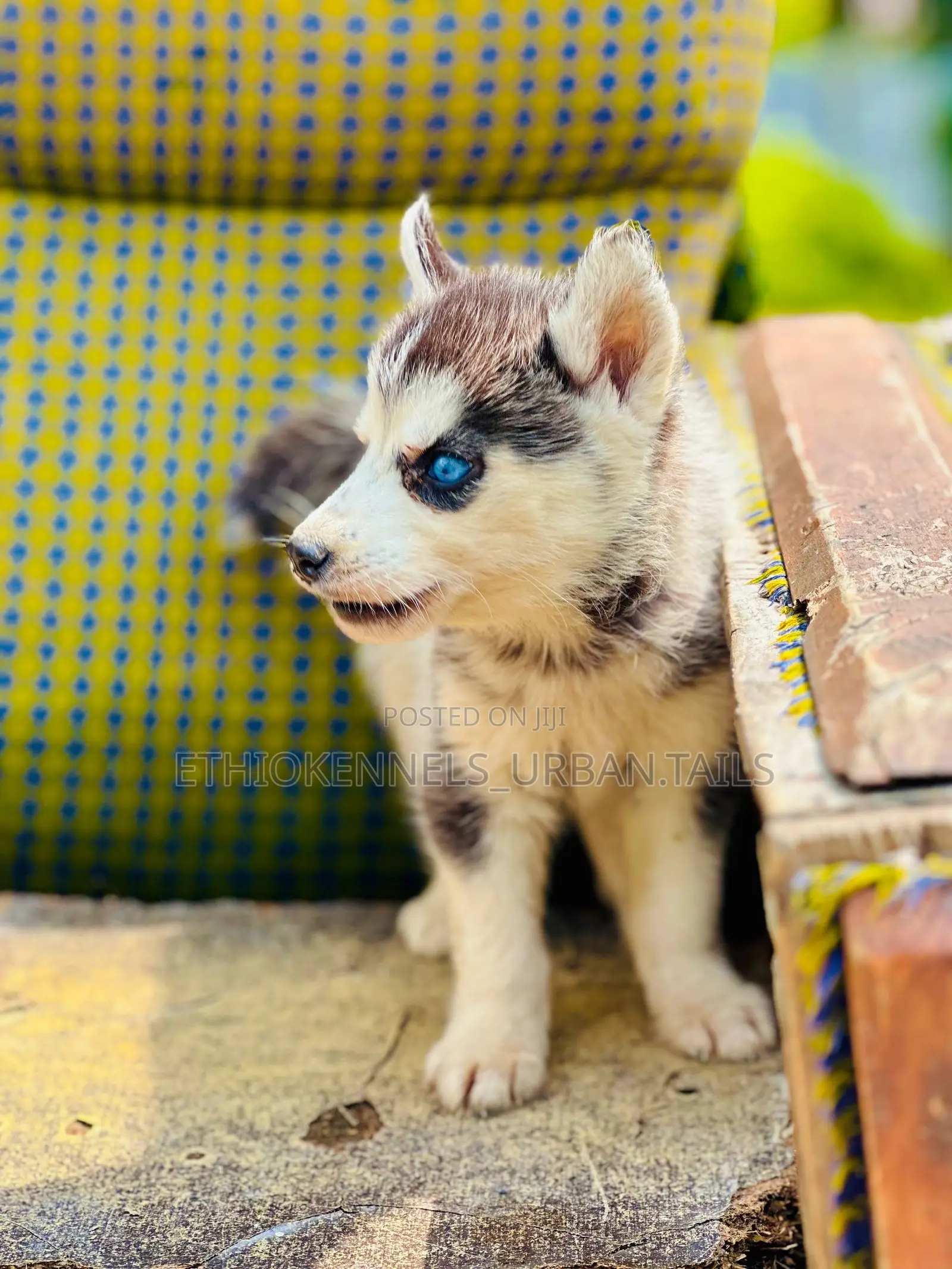 1-3 months Male Purebred Siberian Husky