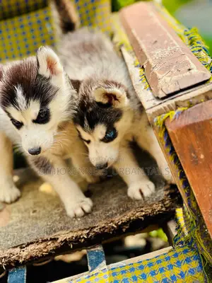 Photo - 1-3 months Male Purebred Siberian Husky