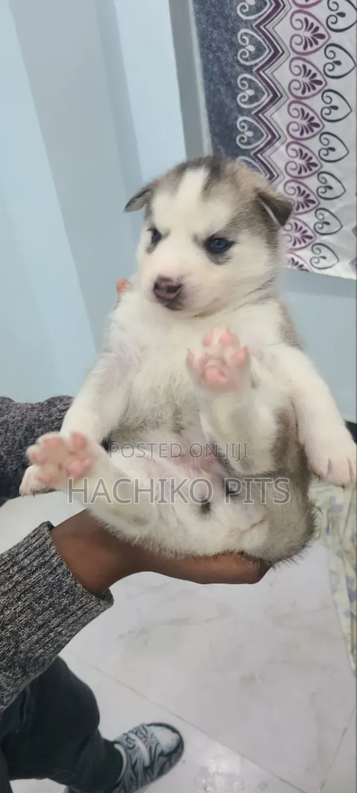 1-3 months Male Purebred Siberian Husky