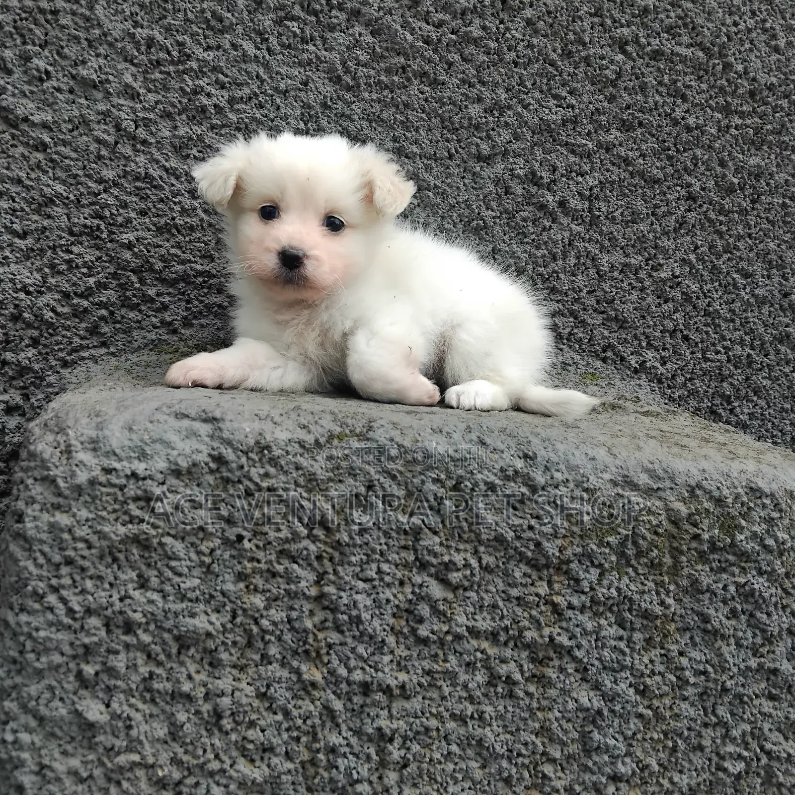 1-3 months Male Purebred Maltese