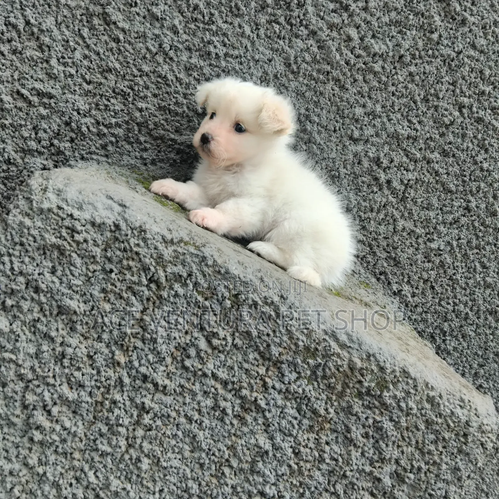 1-3 months Male Purebred Maltese