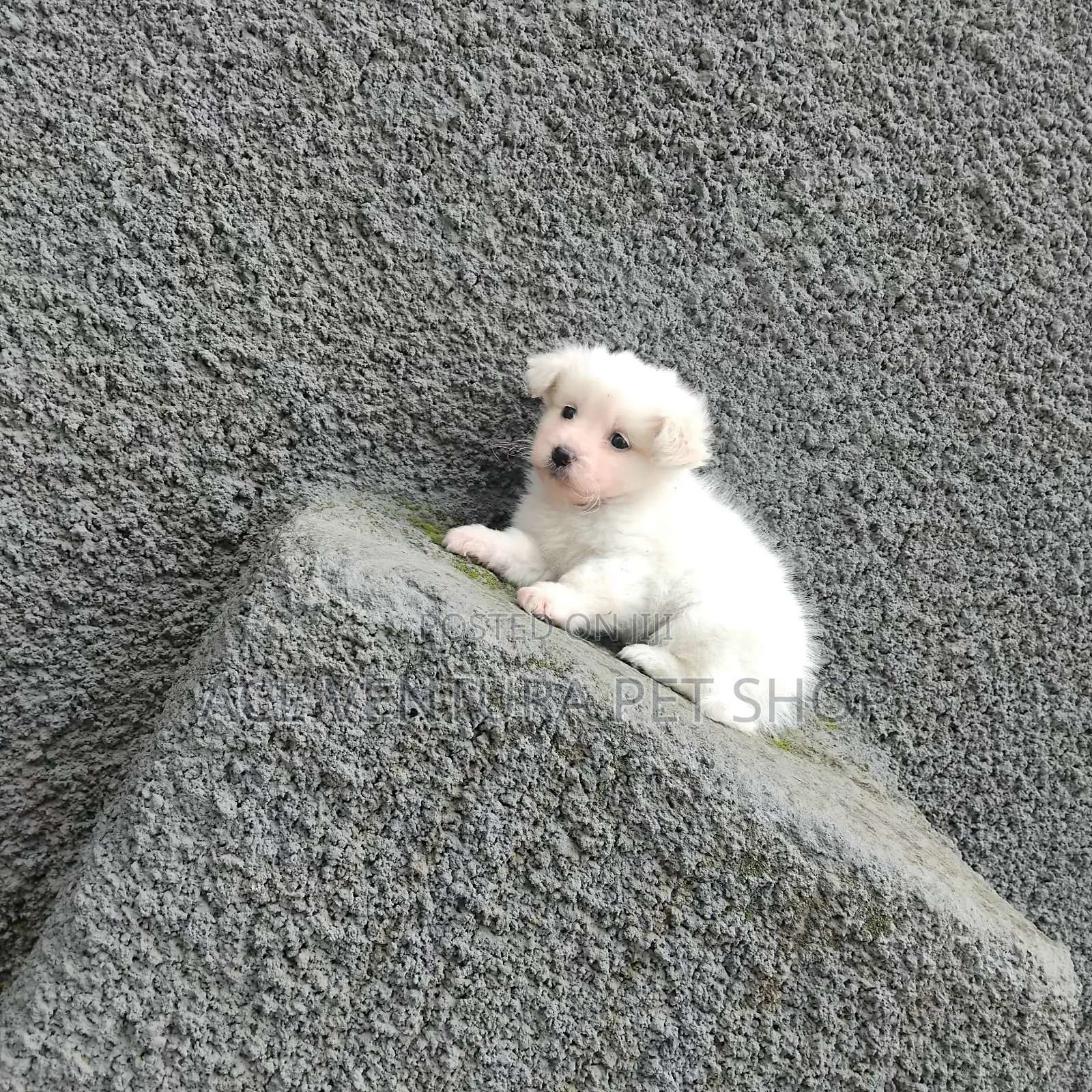 1-3 months Male Purebred Maltese